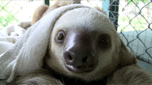 树懒 sloth 凝视