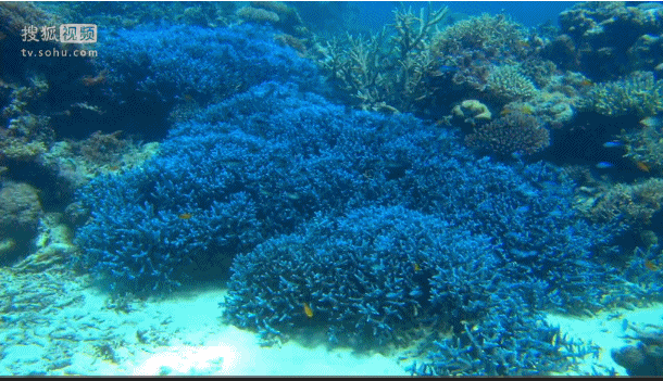 深海奇探 鱼群 珊瑚 植物 湛蓝