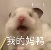萌宠 小老鼠 我的妈鸭 惊讶 呆萌 可爱