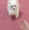 博美犬