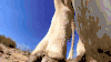 长颈鹿 天空 踩 大长腿 霸气 giraffe