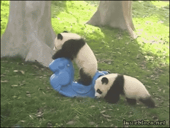 熊猫 国宝 可爱 卖萌