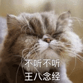 猫咪 拒绝 不听不听 王八念经