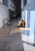 萌宠 猫星人 搞怪 逗 动图