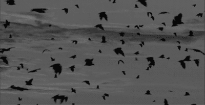 摄影 photography 蝙蝠 黑白