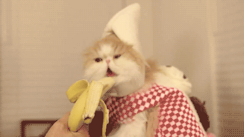搞笑的猫吃香蕉没吃到