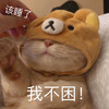 萌宠 猫星人 我不困 该睡了 呆萌 可爱