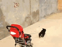 小狗 拖着 婴儿车 翻车