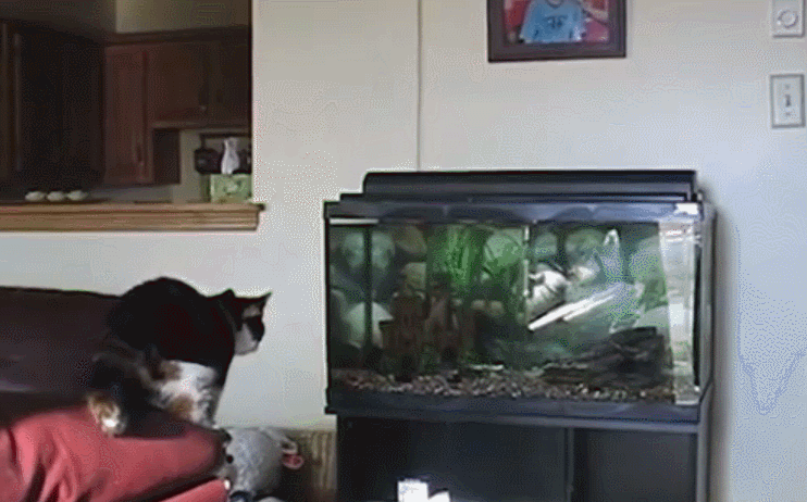 猫咪 看鱼 冲 搞笑