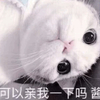 萌宠 喵星人 可以亲我一下吗 亲亲 呆萌 撒娇