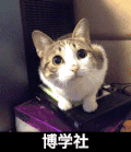 博学社 猫咪 摇头 可爱 大眼睛