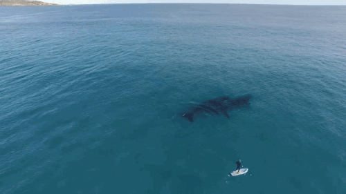 鲸鱼 大海 滑翔 运动