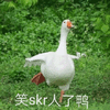 skr 笑skr人了鸭
