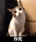 猫咪 可爱 呆萌 斗图 作死