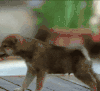 狗狗 可爱 玩耍 萌宠