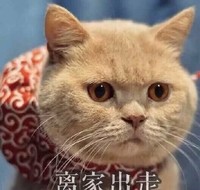 猫咪 大眼睛 黄毛 离家出走