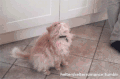 动物 猫咪 听话 可爱