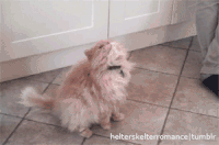 动物 猫咪 听话 可爱