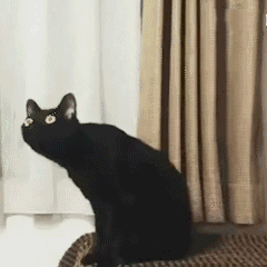 黑猫 魔性黑猫 沙雕黑猫 猫咪 猫