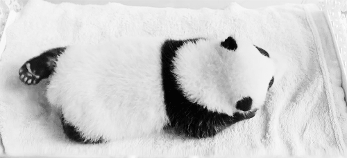熊猫 床上 宝宝 可爱