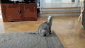 动态照片  猫咪 动物 无聊