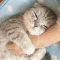 萌宠 猫星人 挠痒痒 舒服 呆萌 可爱