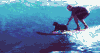 冲浪 汪星人  海浪 水上运动 surfing