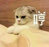 萌宠 喵星人 哼 我不想理你了 可爱 憨憨
