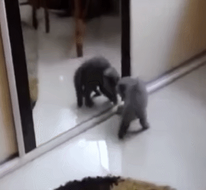 小猫 镜子 尾巴 玩耍