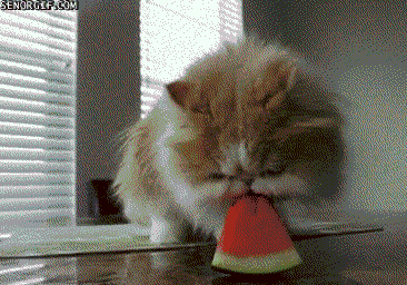 猫咪 动物 吃西瓜 水果