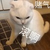 萌宠 猫星人 滚啊 赌气 呆萌 可爱