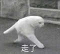 沙雕猫 猫咪 猫 可爱猫 猫表情包 猫咪表情包 小猫
