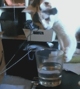 猫咪 够水 可爱 打翻
