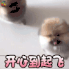 萌宠 狗 狗狗 开心到起飞 开心 soogif soogif出品