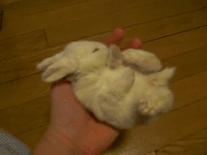 兔子 小巧 手掌 睡觉