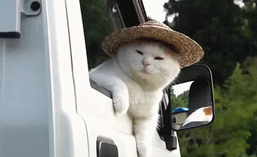 猫咪 坐车 帽子 可爱