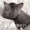 沙雕猫 猫咪 猫 可爱猫 猫表情包 猫咪表情包 小猫