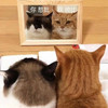 萌宠 猫星人 憨逼 帅逼 呆萌 可爱