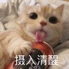 萌宠 猫星人 摄入清醒 开心 搞怪 呆萌