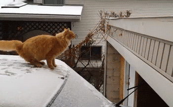 猫咪 跳跃 雪太滑 尴尬