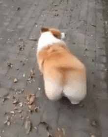 狗狗 胖乎乎 散步 转头
