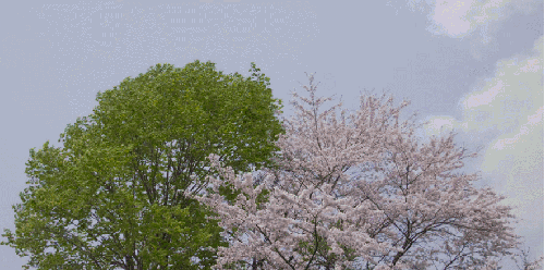 小森林 日剧 日本 春天 晴天 樱花树