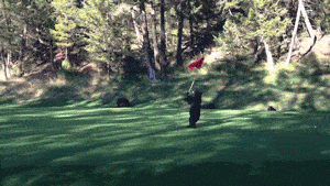 高尔夫球  旗帜 跑  熊
