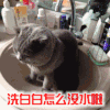 喵星人 英短 可爱 洗白白 怎么没水 洗白白