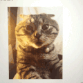 猫咪 卖萌 大眼睛 吹风