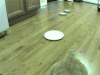猫咪 可爱 萌宠 喵星人