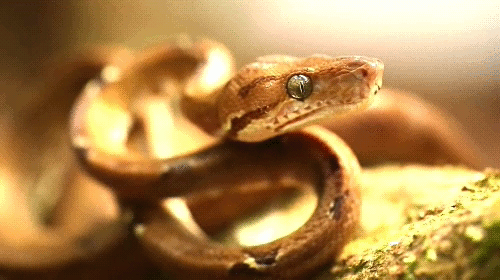 蛇  盘身子  幼小  大眼睛