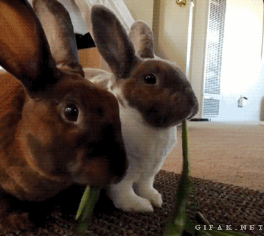 兔子 抢食 菜叶