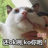 萌宠 喵星人 还ok呢 被生活所迫 憨憨 可爱