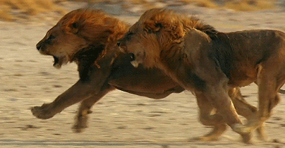 狮子 奔跑 前方有猎物 速度